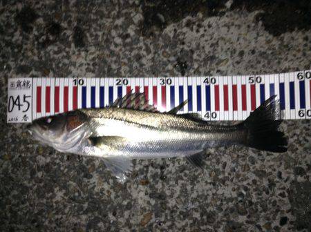 イサザパターン？