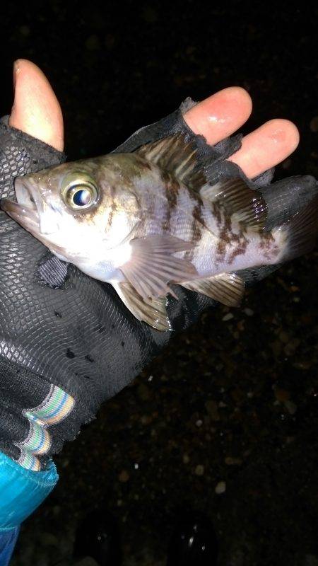 こちらシャローです