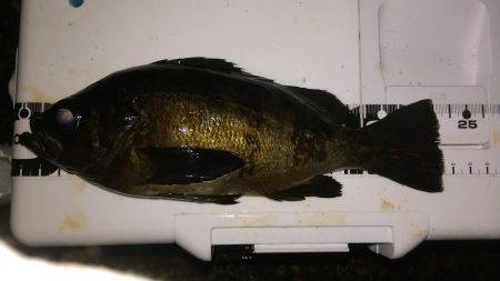 ソリッドシンペン