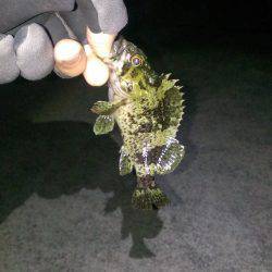 タケノコメバル！？