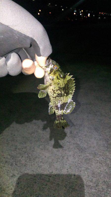 タケノコメバル！？