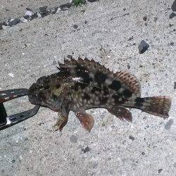 色々釣れました