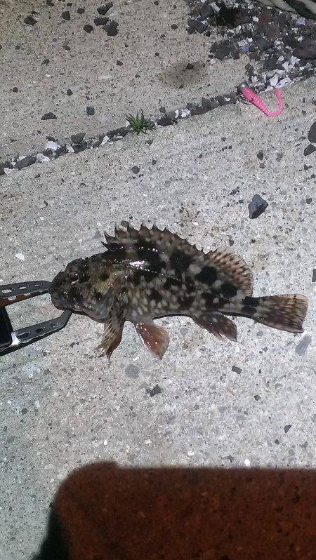 色々釣れました