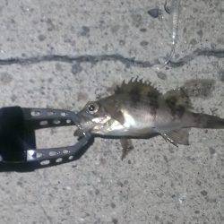 渋い中での１匹！！