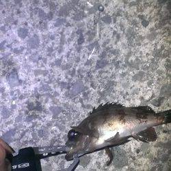 我慢の釣りでした！