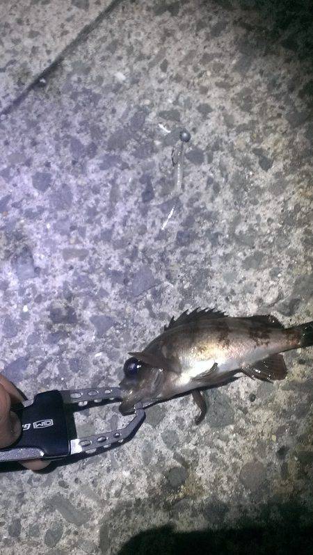 我慢の釣りでした！