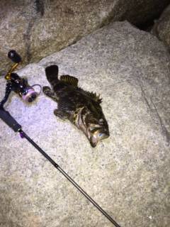 ﾒﾊﾞﾘﾝｸﾞ