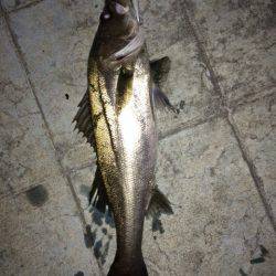 シーバスゲーム開幕