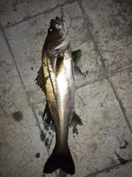 シーバスゲーム開幕