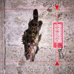 癒しのガッシー