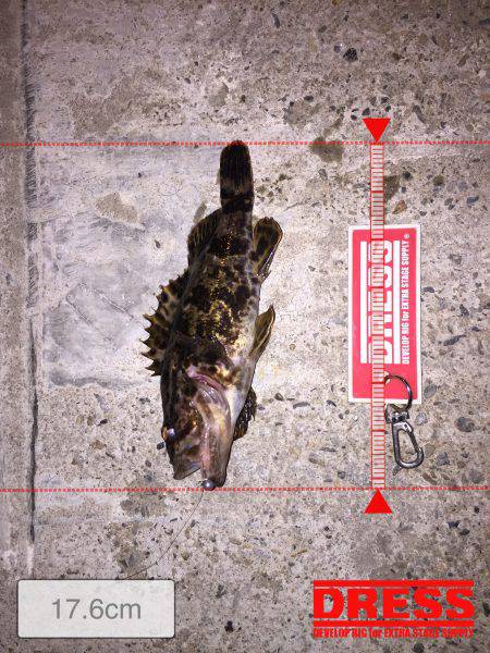 癒しのガッシー