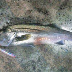 ナイトシーバス