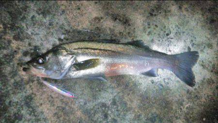 ナイトシーバス