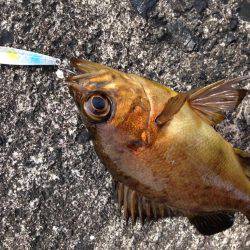 昼間にメバリング