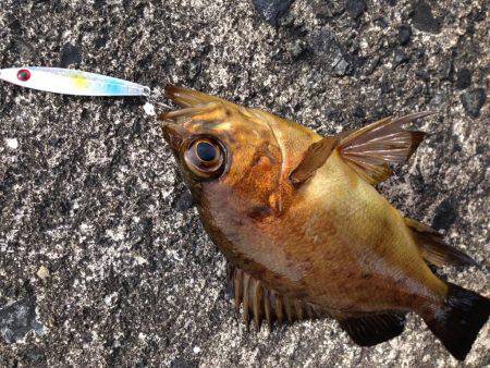 昼間にメバリング