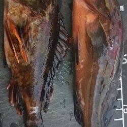 仕事帰りに軽く釣行