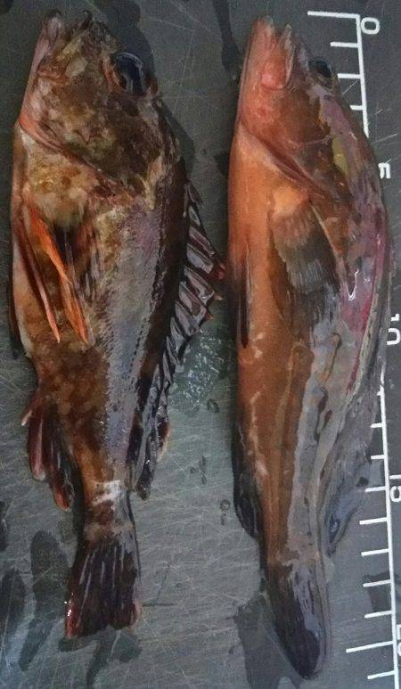 仕事帰りに軽く釣行