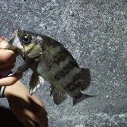 今年はメバルが多い？