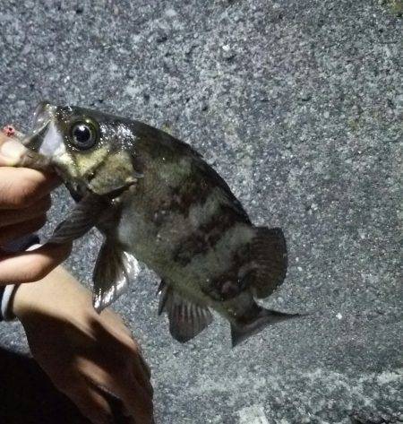 今年はメバルが多い？