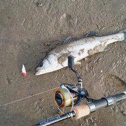 平日デイシーバス