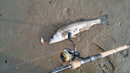 平日デイシーバス