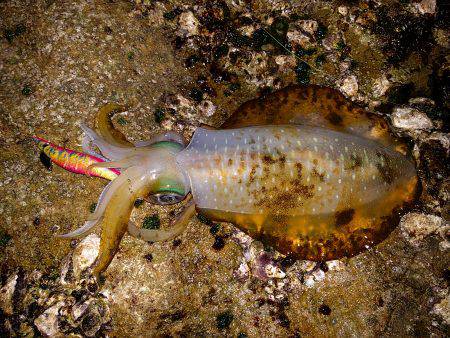 やっと釣れた〜