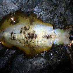 やや、うねりあり