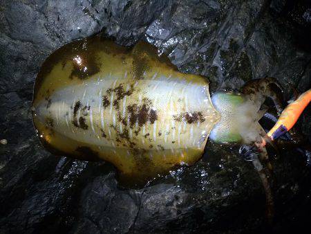 やや、うねりあり