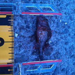 メバリングのはずが・・・