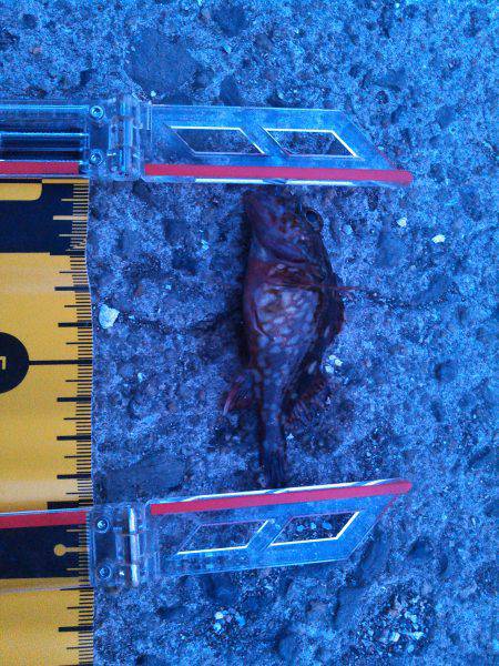 メバリングのはずが・・・