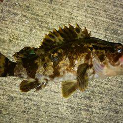 そろそろバチ抜けですか〜?