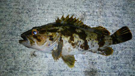 ライトワインドです