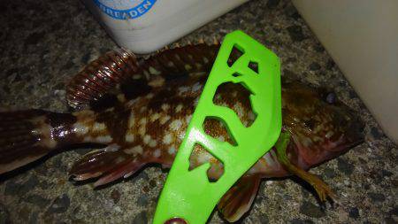 泉南メバリング