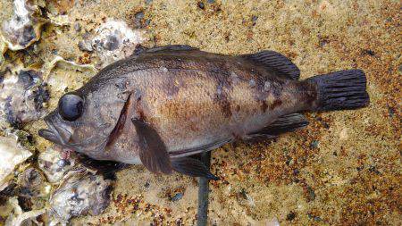 ミップル周辺で釣りをする(笑)。