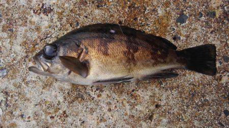 ミップル周辺で釣りをする(笑)。