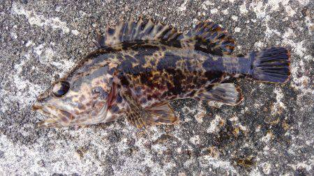 ミップル周辺で釣りをする(笑)。