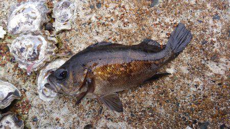 ミップル周辺で釣りをする(笑)。