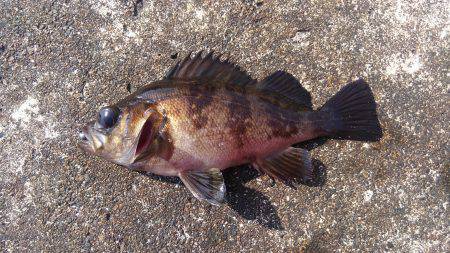 ミップル周辺で釣りをする(笑)。