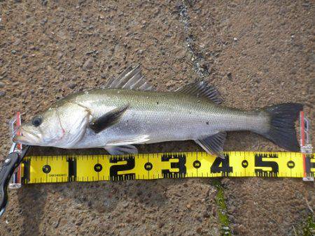 エビ撒き釣りでチヌ&ハネ快釣♪