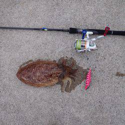 コウイカエギング