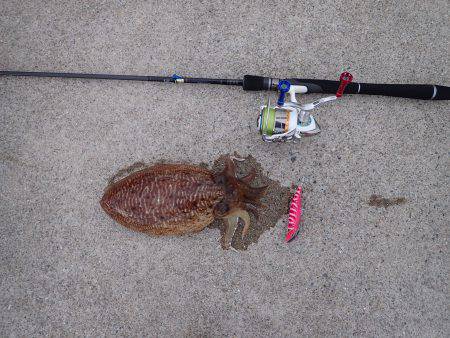 コウイカエギング