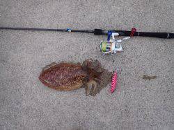 コウイカエギング