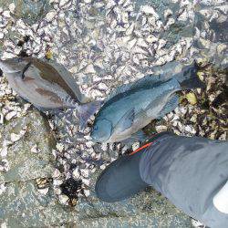 良く引いた・・・へダイ・・・サンノジ・・・