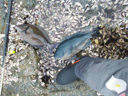 良く引いた・・・へダイ・・・サンノジ・・・…