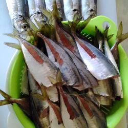 アジが食べたくて…今年初の翼港へ!