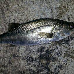 甲イカ狙いのハズが！