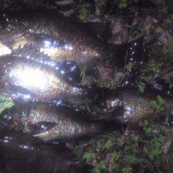 アミパターンのショートバイト多発で苦戦