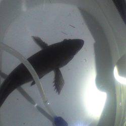 リグを送り込み中層でHIT