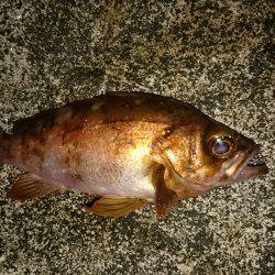 いろんな魚狙い