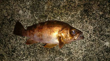 いろんな魚狙い